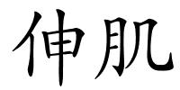 伸肌的解释